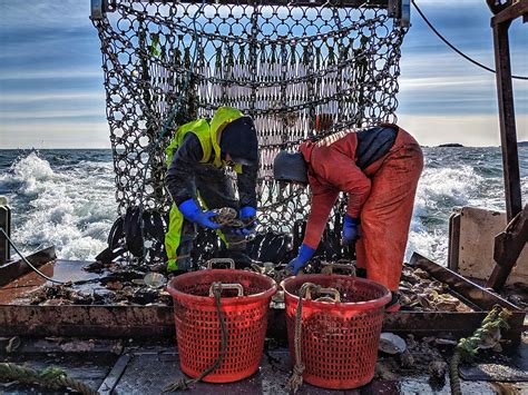 The Maine Scallop Lottery .